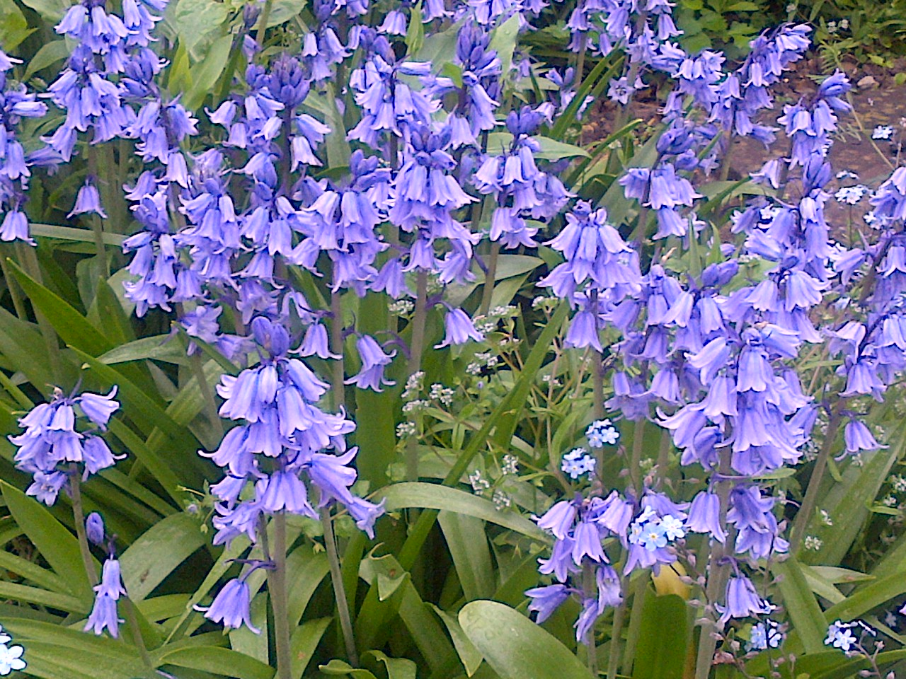 Bluebells in Spring